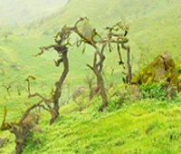 Lomas de Lachay Lomas de Lachay